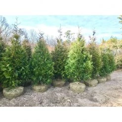 Bay Gardens NY Arborvitae 'Green Giant' Privacy Plants