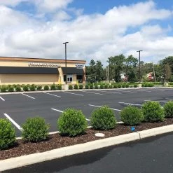 Bay Gardens Inkberry 'Shamrock'