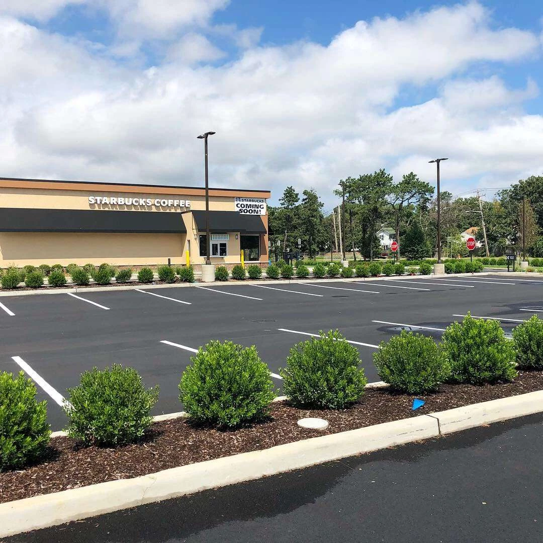 Bay Gardens Inkberry 'Shamrock' 4 Bay Gardens Inkberry 'Shamrock'