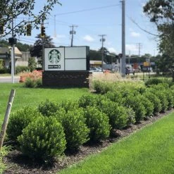 Bay Gardens Inkberry 'Shamrock' 9 Bay Gardens Inkberry 'Shamrock'