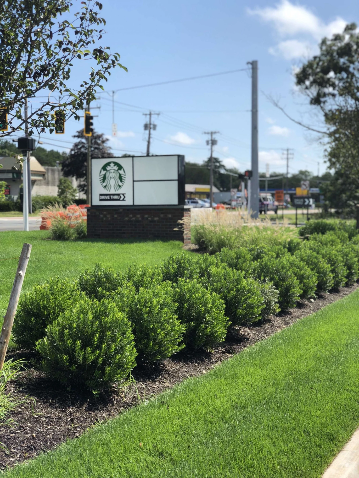 Bay Gardens Inkberry 'Shamrock' 5 Bay Gardens Inkberry 'Shamrock'