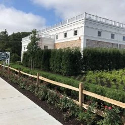 Bay Gardens Inkberry 'Shamrock' 10 Bay Gardens Inkberry 'Shamrock'