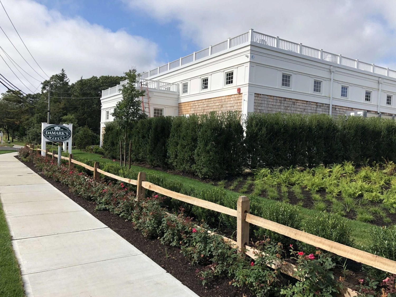 Bay Gardens Inkberry 'Shamrock' 6 Bay Gardens Inkberry 'Shamrock'