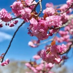 Bay Gardens NY Cherry 'Kwanzan' Shade & Flowering Trees 10 Bay Gardens NY Cherry 'Kwanzan' Shade & Flowering Trees