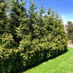 Bay Gardens NY Arborvitae 'Green Giant' Privacy Plants
