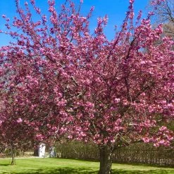 Bay Gardens NY Cherry 'Kwanzan' Shade & Flowering Trees 11 Bay Gardens NY Cherry 'Kwanzan' Shade & Flowering Trees