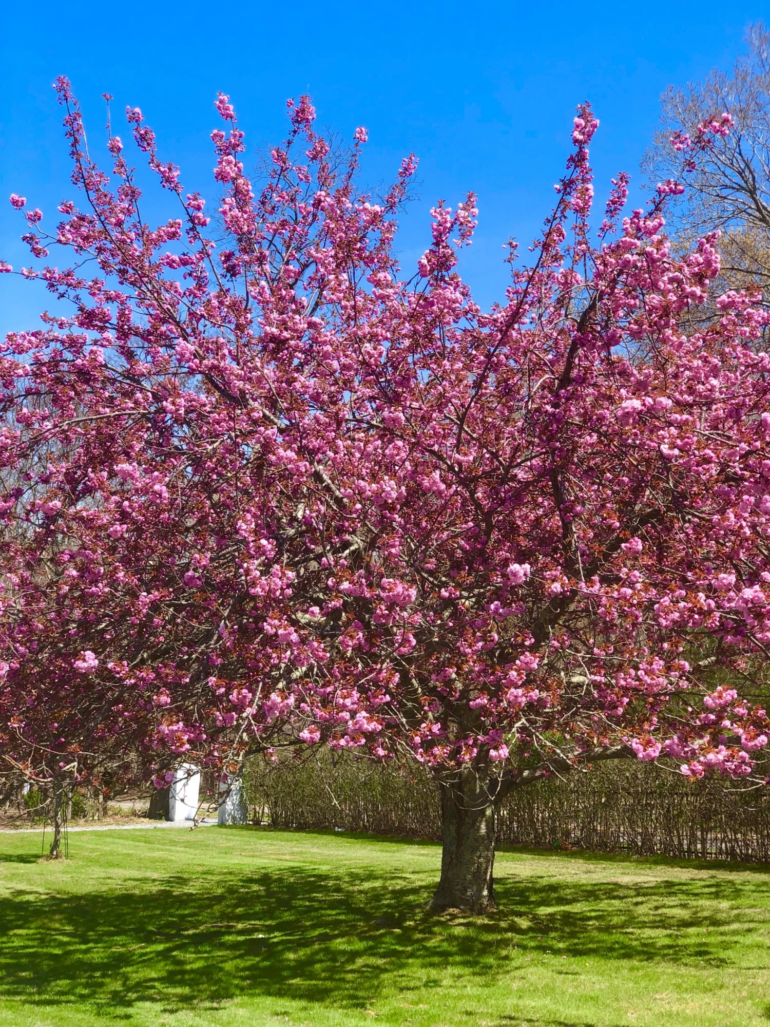 Bay Gardens NY Cherry 'Kwanzan' Shade & Flowering Trees 7 Bay Gardens NY Cherry 'Kwanzan' Shade & Flowering Trees