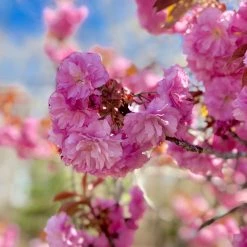Bay Gardens NY Cherry 'Kwanzan' Shade & Flowering Trees 9 Bay Gardens NY Cherry 'Kwanzan' Shade & Flowering Trees