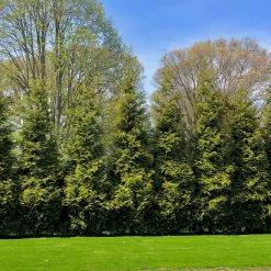 Bay Gardens NY Arborvitae 'Green Giant' Privacy Plants