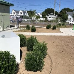 Bay Gardens Inkberry 'Shamrock' 11 Bay Gardens Inkberry 'Shamrock'