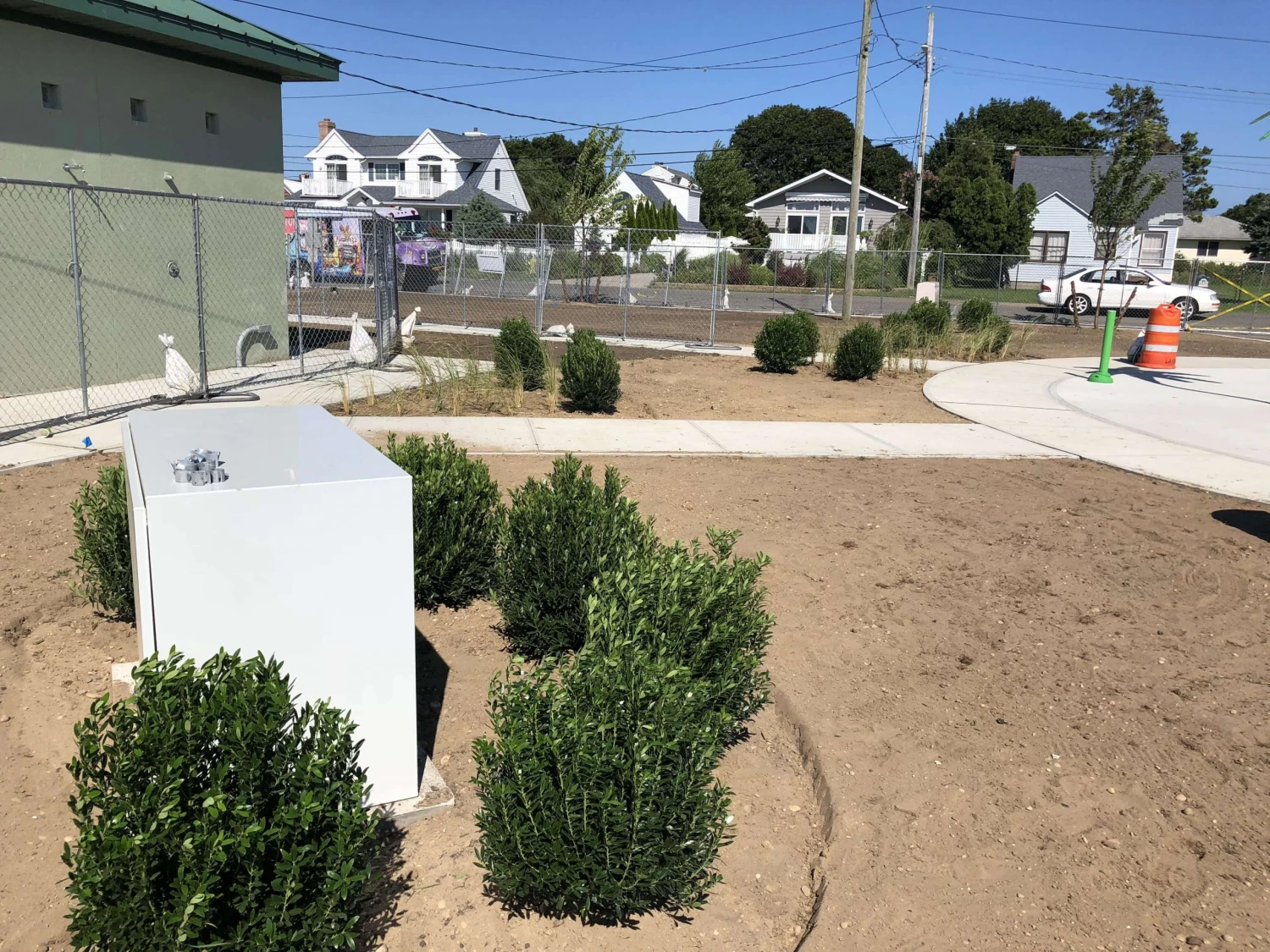 Bay Gardens Inkberry 'Shamrock' 7 Bay Gardens Inkberry 'Shamrock'