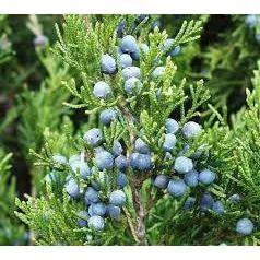 Bay Gardens Privacy Plants Eastern Red Cedar - Juniperus Virginiana 5 Bay Gardens Privacy Plants Eastern Red Cedar - Juniperus Virginiana