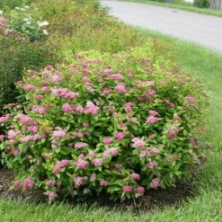 Bay Gardens NY Spirea Jap. DP 'Big Bang®'