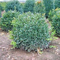 Bay Gardens Boxwood 'Green Velvet' Deer Resistant Plants