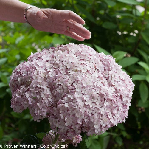 Bay Gardens NY Hydrangea Arborescens 'Incrediball® Blush 3 Bay Gardens NY Hydrangea Arborescens 'Incrediball® Blush