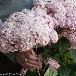Bay Gardens NY Hydrangea Arborescens 'Incrediball® Blush 12 Bay Gardens NY Hydrangea Arborescens 'Incrediball® Blush