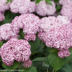 Bay Gardens NY Hydrangea Arborescens 'Incrediball® Blush 11 Bay Gardens NY Hydrangea Arborescens 'Incrediball® Blush