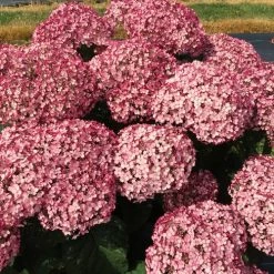 Bay Gardens NY Hydrangea Arborescens 'Incrediball® Blush