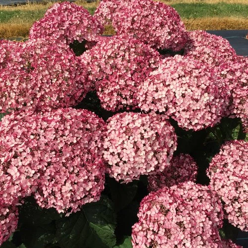 Bay Gardens NY Hydrangea Arborescens 'Incrediball® Blush 4 Bay Gardens NY Hydrangea Arborescens 'Incrediball® Blush