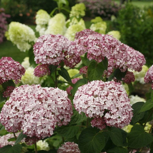 Bay Gardens NY Hydrangea Arborescens 'Incrediball® Blush 8 Bay Gardens NY Hydrangea Arborescens 'Incrediball® Blush
