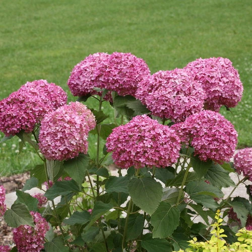 Bay Gardens NY Hydrangea Arborescens 'Invincibelle Mini Mauvette' 3 Bay Gardens NY Hydrangea Arborescens 'Invincibelle Mini Mauvette'