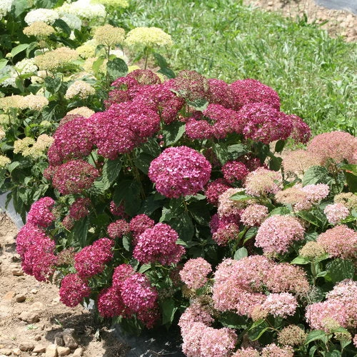 Bay Gardens NY Hydrangea Arborescens 'Invincibelle Mini Mauvette' 5 Bay Gardens NY Hydrangea Arborescens 'Invincibelle Mini Mauvette'