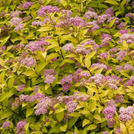 Bay Gardens NY Spirea Japonica 'Goldmound' 5 Bay Gardens NY Spirea Japonica 'Goldmound'