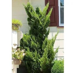 Bay Gardens Ornamental Trees Juniper 'Hollywood'
