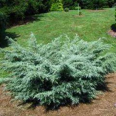 Bay Gardens NY Evergreen Shrubs Juniper 'Angelica Blue'