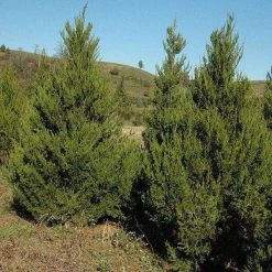 Bay Gardens Privacy Plants Eastern Red Cedar - Juniperus Virginiana 9 Bay Gardens Privacy Plants Eastern Red Cedar - Juniperus Virginiana