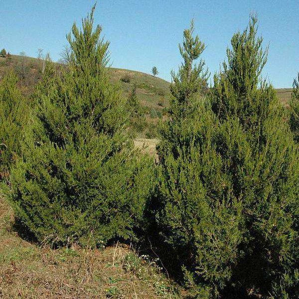 Bay Gardens Privacy Plants Eastern Red Cedar - Juniperus Virginiana 6 Bay Gardens Privacy Plants Eastern Red Cedar - Juniperus Virginiana