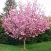 Bay Gardens NY Cherry 'Kwanzan' Shade & Flowering Trees 1 Bay Gardens NY Cherry 'Kwanzan' Shade & Flowering Trees