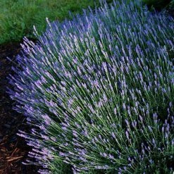 Bay Gardens Lavender 'Hidcote'