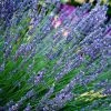 Bay Gardens Lavender 'Munstead'