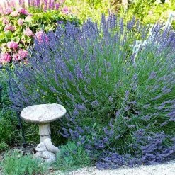Bay Gardens Lavender 'Munstead'