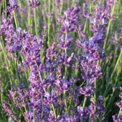 Bay Gardens Lavender 'Munstead'