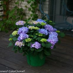 Bay Gardens NY Hydrangea Macrophylla 'Let's Dance® Rhythmic Blue®'