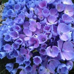 Bay Gardens NY Hydrangea Macrophylla 'Let's Dance® Rhythmic Blue®'