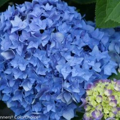 Bay Gardens NY Hydrangea Macrophylla 'Let's Dance® Rhythmic Blue®'