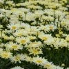Bay Gardens NY Leucanthemum 'Banana Cream' Proven Winners