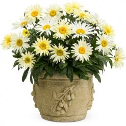 Bay Gardens NY Leucanthemum 'Banana Cream' Proven Winners