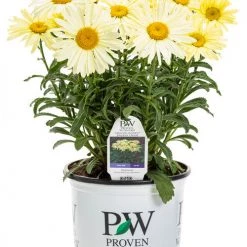 Bay Gardens NY Leucanthemum 'Banana Cream' Proven Winners