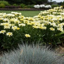 Bay Gardens NY Leucanthemum 'Banana Cream' Proven Winners