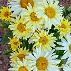 Bay Gardens NY Leucanthemum 'Banana Cream' Proven Winners