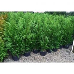 Bay Gardens NY Privacy Plants Leyland Cypress