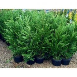 Bay Gardens NY Privacy Plants Leyland Cypress