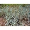 Bay Gardens Leymus Arenarius "Blue Dune Grass"