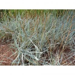 Bay Gardens Leymus Arenarius "Blue Dune Grass"