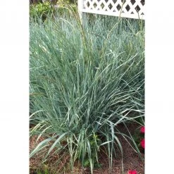Bay Gardens Leymus Arenarius "Blue Dune Grass"
