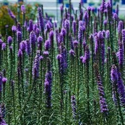 Bay Gardens NY Deer Resistant Plants Liatris Spicata - Purple Gayfeather
